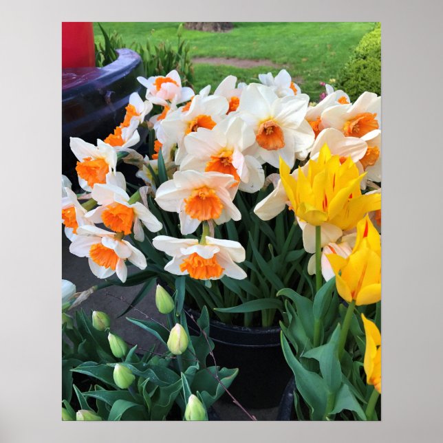 Affodils & Tulips, Oregon Poster (Vorne)