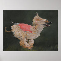 Afghan Hound Coursing Reproduktion Poster Art