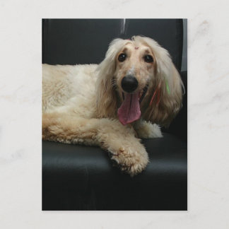 Afghan Hound Dog Postcard Postkarte