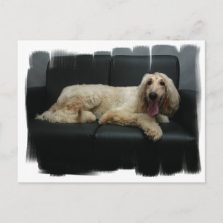 Afghan Hound Dog Postcard Postkarte