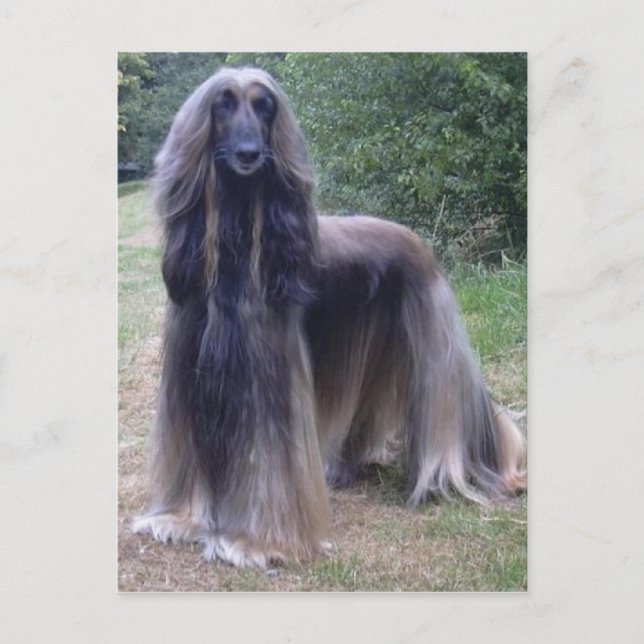 Afghan Hound Dog Postkarte (Vorderseite)