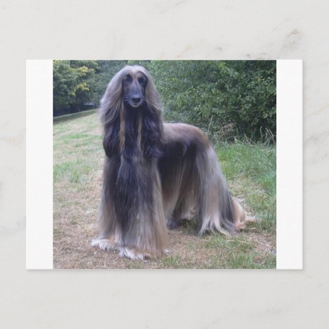 Afghan Hound Dog Postkarte (Vorderseite)