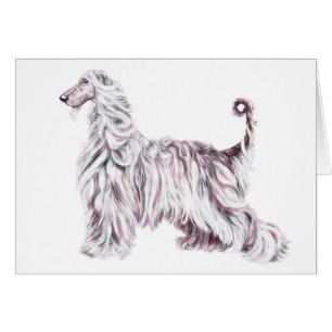 Afghan Hound Elegance