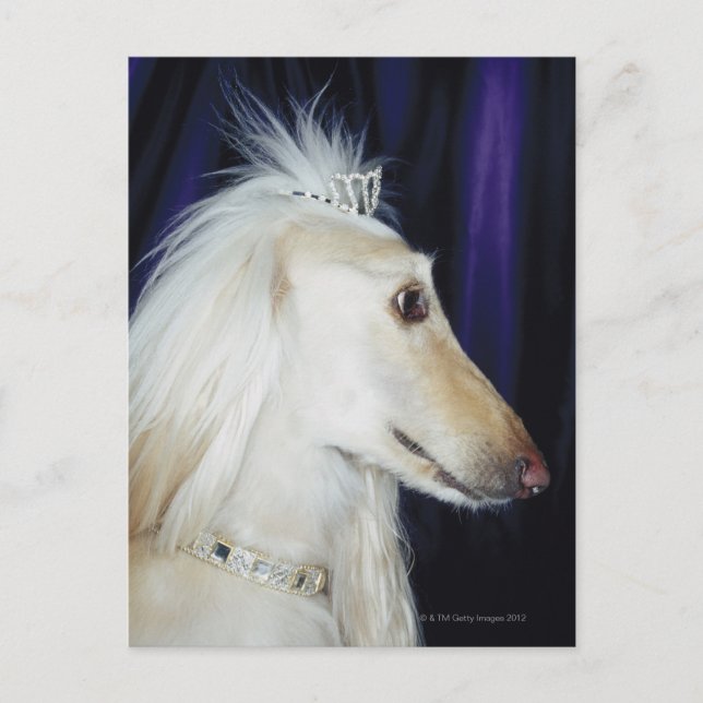 Afghan Hound mit Tiara Postkarte (Vorderseite)