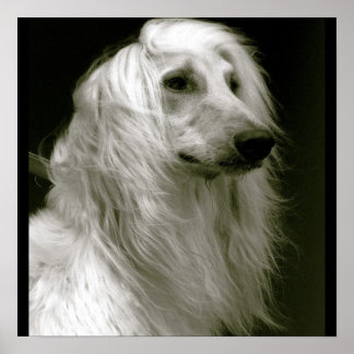 Afghan Hound Poster
