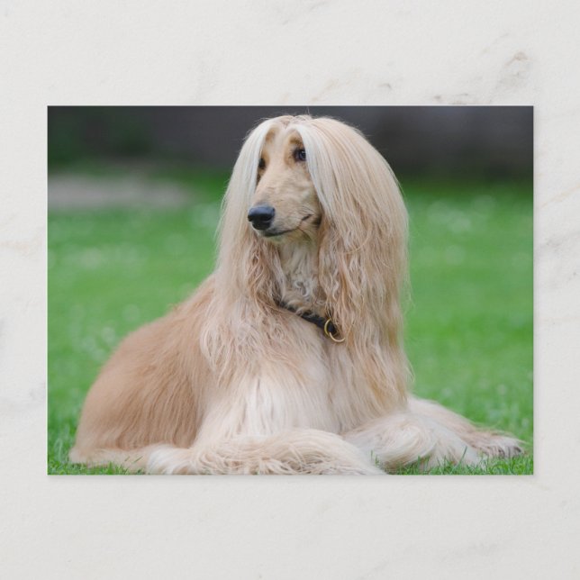Afghan Hound Postkarte (Vorderseite)