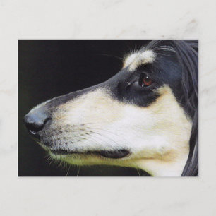 Afghan Hound Postkarte