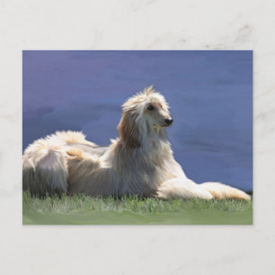 Afghan Hound Postkarte