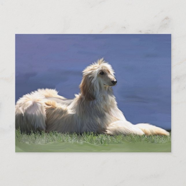 Afghan Hound Postkarte (Vorderseite)