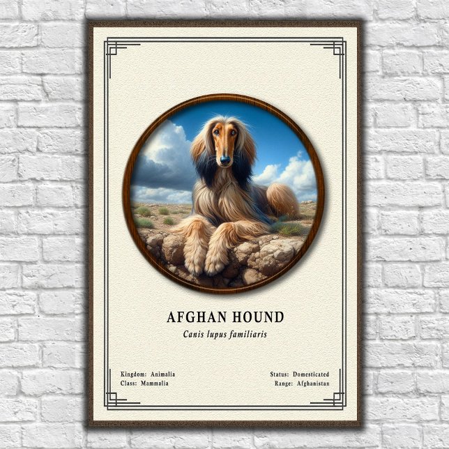 Afghan Hound Zoologie-Serie Poster (Von Creator hochgeladen)