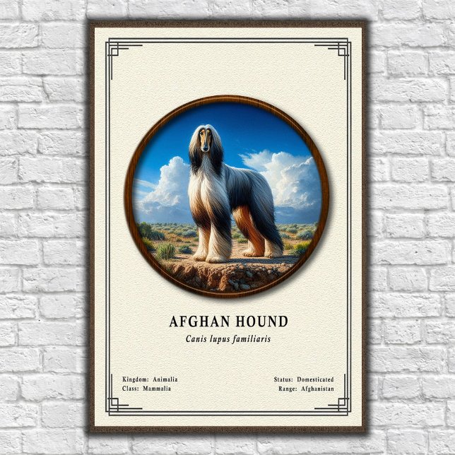 Afghan Hound Zoologie-Serie Poster (Von Creator hochgeladen)