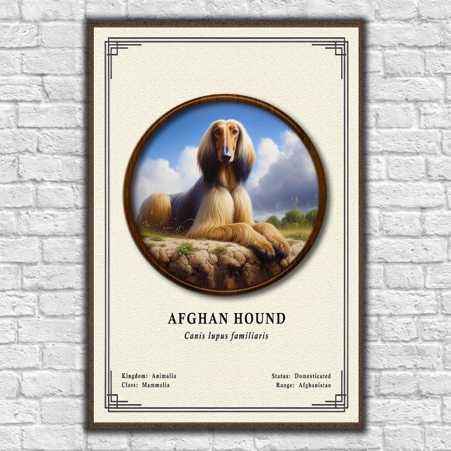Afghan Hound Zoologie-Serie Poster (Von Creator hochgeladen)