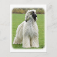 Afghanischer Hund 9Y247D-010