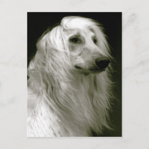 Afghanischer Hund Postkarte