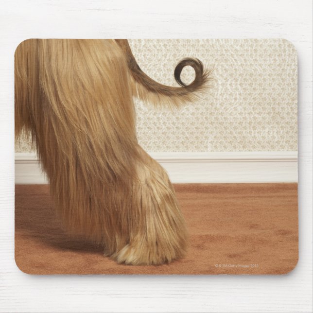 Afghanischer Hund stehend im Zimmer, Ende Abschnit Mousepad (Vorne)