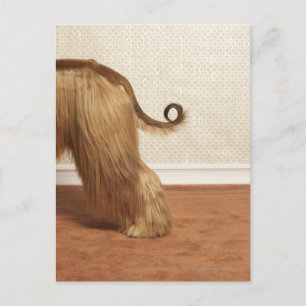 Afghanischer Hund stehend im Zimmer, Ende Abschnit Postkarte