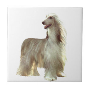 Afghanischer Windhund (B) - Rehbraun stehend Fliese