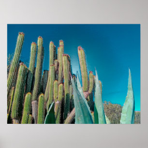 Africa Desert Cactus Pflanze Prickly Pear Poster