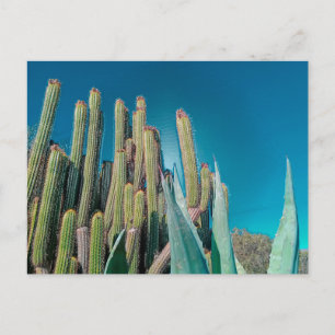 Africa Desert Cactus Pflanze Prickly Pear Postkarte