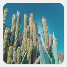 Africa Desert Cactus Pflanze Prickly Pear Quadratischer Aufkleber