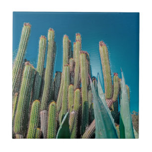 Africa Desert Landscape Nature Cactus Pflanze Fliese