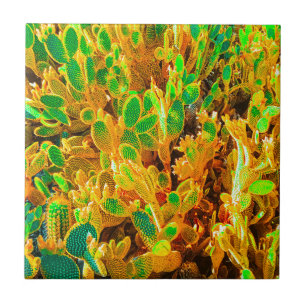 Africa Desert Landscape Nature Cactus Pflanze Fliese