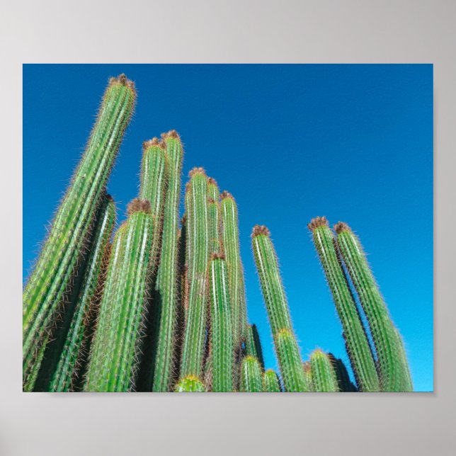 Africa Desert Landscape Nature Cactus Pflanze Poster (Vorne)