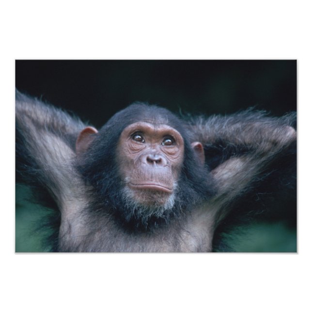 Africa, East Africa, Tansania, Gombe National Fotodruck (Vorne)