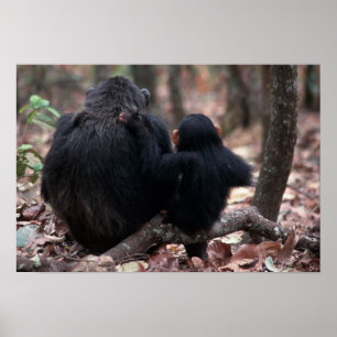 Africa, East Africa, Tansania, Gombe National Poster