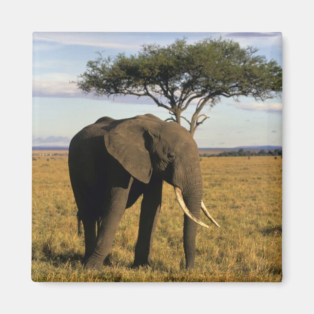 Africa, Kenia, Maasai Mara. An elehpant Magnet (Vorne)