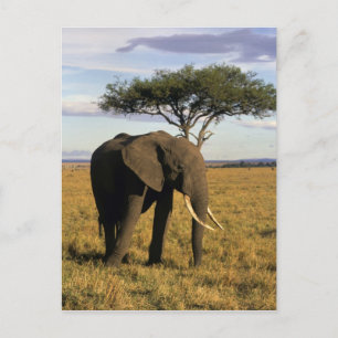 Africa, Kenia, Maasai Mara. An elehpant Postkarte