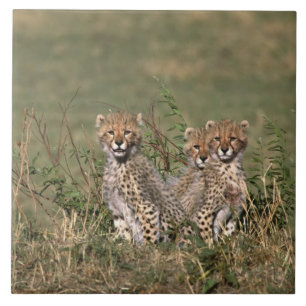 Africa; Kenia; Masai Mara; Three cheetah cubs Fliese
