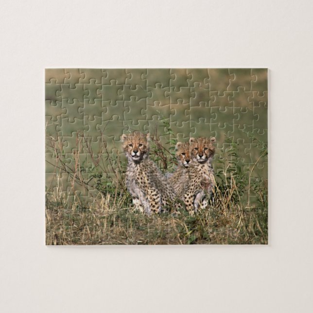 Africa; Kenia; Masai Mara; Three cheetah cubs Puzzle (Horizontal)