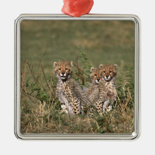 Africa; Kenia; Masai Mara; Three cheetah cubs Silbernes Ornament