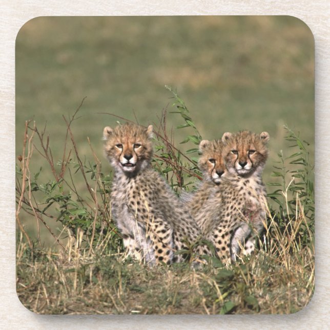 Africa; Kenia; Masai Mara; Three cheetah cubs Untersetzer (Vorderseite)