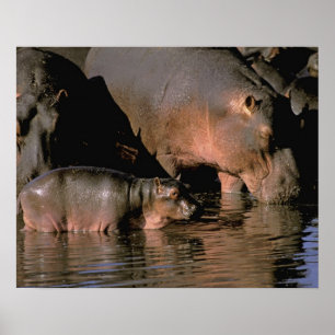 Africa, Kenya, Masai Mara. Common hippopotamuses Poster