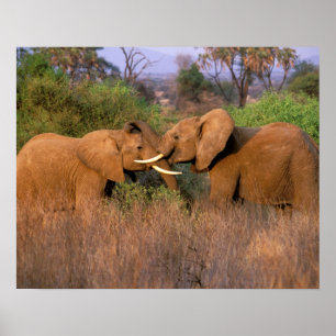 Africa, Kenya, Samburu. Elephant challenge Poster