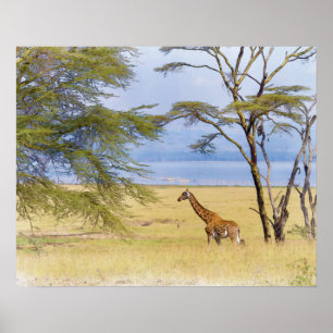 Africa Safari Giraffe Watercolor Painting Poster