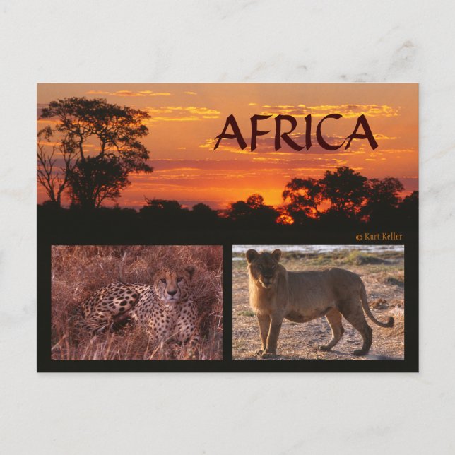 Africa Sunset & Big Cats Postcard Postkarte (Vorderseite)