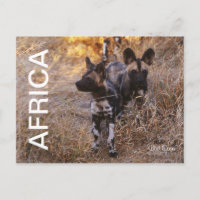 Africa Wild Hogs Travel Postcard
