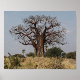 African Baobab Tree Poster