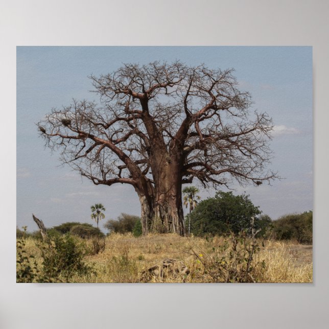 African Baobab Tree Poster (Vorne)