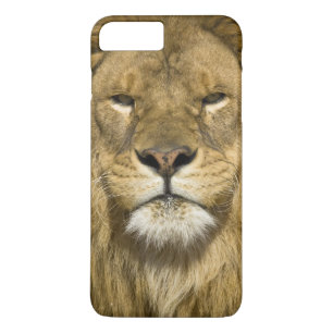 African Barbary Lion, Panthera leo leo, Case-Mate iPhone Hülle