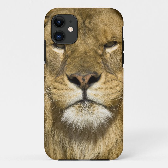 African Barbary Lion, Panthera leo leo, Case-Mate iPhone Hülle (Rückseite)