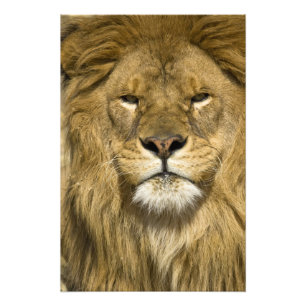 African Barbary Lion, Panthera leo leo, Fotodruck