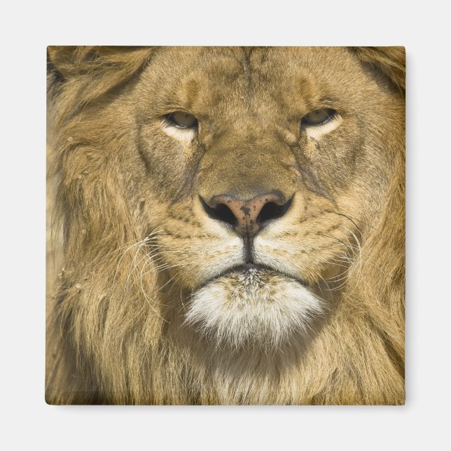 African Barbary Lion, Panthera leo leo, Magnet (Vorne)