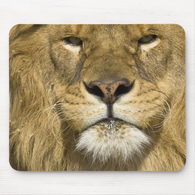 African Barbary Lion, Panthera leo leo, Mousepad (Vorne)