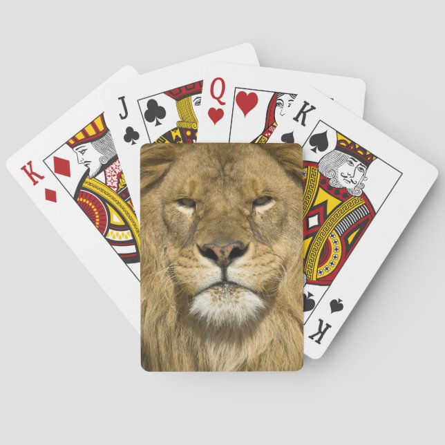 African Barbary Lion, Panthera leo leo, Spielkarten (Rückseite)