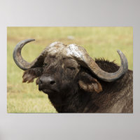African Buffalo, Syncerus caffer, stehend in
