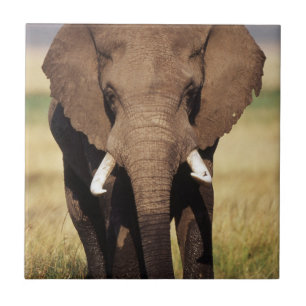 African Bush Elephant Fliese